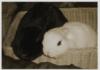Erte and Mean-the most beautiful bunnies in the world