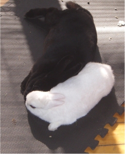Bunnies spoon.