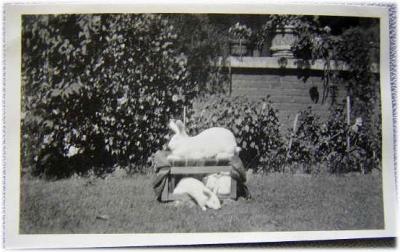 1950s-Mother rabbit with little ones