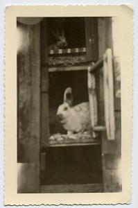 1940s-rabbits in a cage